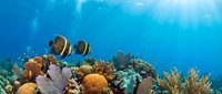 Striped tropical fish swimming above vibrant coral reef with sunlight rays penetrating blue ocean water, suitable for marine life, travel, and nature conservation content.