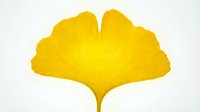 Bright yellow ginkgo leaf isolated on white background, ready for design projects, botanical illustrations, and decorative applications.