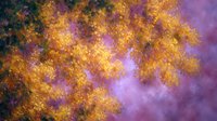 Vibrant autumn foliage with golden yellow leaves against dramatic purple sky background creates dreamy atmospheric nature scene for seasonal designs and wallpapers.