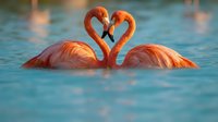 Two flamingos forming a heart shape with their necks in blue water, symbolizing love and romance for Valentine's Day or wedding themes.