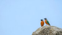 Two colorful kingfisher birds perched on stone rock against clear blue sky background for nature wildlife photography and birdwatching designs.
