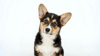 Adorable tricolor Corgi puppy with perked ears and alert expression isolated on white background for pet care designs and animal lover projects.