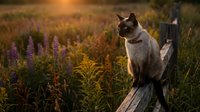 Siamese cat sitting on wooden log in wildflower meadow at golden hour sunset, surrounded by purple lupines and golden grasses for nature and pet photography.