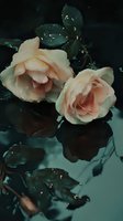 Delicate peach roses with water drops on dark emerald leaves reflect in mysterious dark water surface, creating moody romantic garden atmosphere.