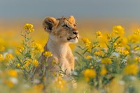 Young lioness sitting among vibrant yellow wildflowers during golden hour, side profile view showing majestic expression against blurred natural background in African savanna.