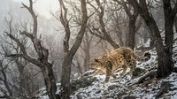 Leopard walking through snowy winter forest with bare trees on rocky terrain in natural wildlife habitat.