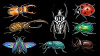 Colorful beetle collection isolated on transparent background, featuring stag, ladybug, rhinoceros, and jewel beetles, ready for clipart, stickers, t-shirt design, and print on demand.