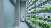Young Asian male agricultural technician in white lab coat monitoring vertical hydroponic growing systems with green leafy vegetables in modern indoor farm facility for sustainable food production.