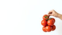 Fresh red tomatoes on vine held by hand against white background for healthy cooking and organic food concepts.