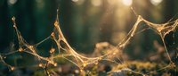 Golden spider web with dewdrops glistening in warm morning sunlight creating magical bokeh effect in natural outdoor setting for nature photography.