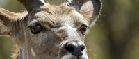 Young deer with alert expression and soft brown eyes in natural outdoor setting. Wildlife portrait showcasing gentle forest animal in peaceful moment.