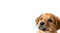 Adorable golden retriever puppy with expressive brown eyes on white background, isolated for pet care designs, veterinary marketing and animal lover content.