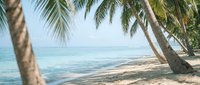 Tropical beach paradise with palm trees leaning over pristine white sand and turquoise ocean water under clear blue sky for vacation travel concepts.