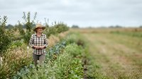 Farmer in plaid shirt inspecting crops in agricultural field during harvest season, suitable for farming, agriculture, and rural business content.