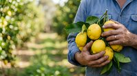 Farmer holding fresh yellow lemons with green leaves in orchard garden. Harvested citrus fruit ready for market or cooking use.