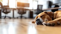 Sleeping brown dog lying on wooden floor in modern office space with chairs in background. Natural light creates warm atmosphere for pet friendly workplace.