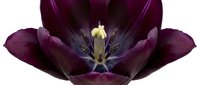 Deep purple tulip with yellow stamen isolated on white background, suitable for floral design, botanical illustrations, greeting cards, and spring-themed projects.