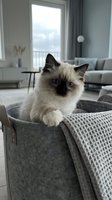 Ragdoll kitten with blue eyes sitting in gray fabric basket in modern living room with large window, sofa, and minimalist decor.