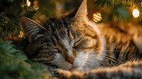 Adorable tabby kitten sleeping peacefully under Christmas tree with warm golden lights creating cozy holiday atmosphere for seasonal greeting cards and decorations.