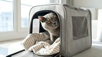Tabby cat with amber eyes peeking out from gray fabric pet carrier with mesh windows and striped bedding inside, ready for travel or vet visits.