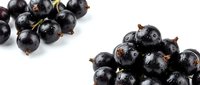 Fresh black currants scattered on white background, ripe organic berries for healthy eating, cooking and natural food photography projects.