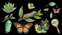 Monarch butterfly life cycle illustration with caterpillar, chrysalis, and adult butterfly stages isolated on transparent background. Ready for educational materials, clipart, t-shirt designs, and print-on-demand products.