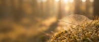 Delicate leaf resting on moss-covered ground with golden sunlight filtering through forest trees, creating warm atmospheric lighting for nature and woodland themes.