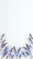 Dried lavender flowers arranged on white textured background creating natural botanical border frame for spa wellness aromatherapy design projects.