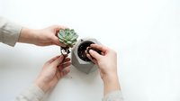 Woman hands planting green succulent in white ceramic pot with soil on clean white background for home gardening and indoor plant care projects.