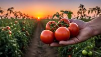 Fresh ripe tomatoes in farmer's hand at sunset in agricultural field. Organic farming, harvest season, healthy food production concept.