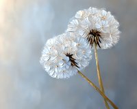 Delicate white dandelion seed heads against soft blue background, showcasing intricate details of fluffy seedpods ready to float away in gentle breeze. For nature decor.
