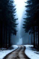 Winding forest road through towering spruce trees on misty winter morning, snow-covered ground and ethereal blue atmosphere creates mysterious woodland scene.