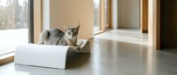Gray tabby kitten sitting in white cardboard box near large windows in modern home interior with natural lighting and wooden floors.