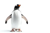 Gentoo penguin standing upright on white background, isolated figure with detailed texture and natural coloring, ready for commercial design projects.