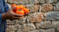 Farmer holding fresh ripe orange persimmons in hands against rustic stone wall background. Harvest time, organic produce, agriculture concept.