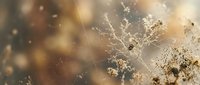 Delicate dried plant stems with seed heads covered in morning dew drops, creating bokeh light effects against warm golden background for nature photography.