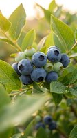 Fresh blueberries ripening on bush with green leaves in natural sunlight for healthy eating and organic farming concepts.