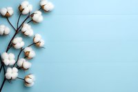 Natural cotton flowers branch with fluffy white bolls on light blue background with copy space. Minimalist floral composition for textile industry.