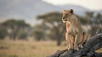 Female lioness sitting on rock overlooking African savanna landscape with acacia trees and mountains in soft golden light during wildlife safari.
