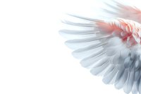 White angel wing with delicate pink highlights against pure white background, showing detailed feather texture and graceful spread formation, isolated for creative use.