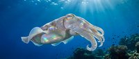 Cuttlefish swimming in deep blue ocean water with sunlight rays penetrating surface, marine life underwater scene for educational and nature content.