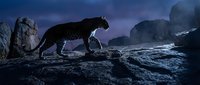 Majestic leopard silhouette prowling on rocky cliff against dramatic purple twilight sky. Wild predator in natural mountain habitat for wildlife conservation content.