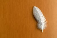 Single white feather on wooden brown background with soft shadow and minimalist composition for nature and spirituality concepts.