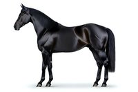 Majestic black stallion with glossy coat standing in profile view against white background, isolated for design projects and commercial use.