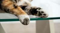 Tabby cat paws resting on green rail, close-up of feline claws and fur texture, domestic pet relaxation and comfort concept for animal care content.