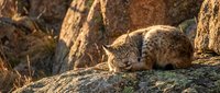Wild lynx resting on rocky outcrop in natural habitat during golden hour sunlight. Spotted fur pattern visible on peaceful feline predator among stone formations.
