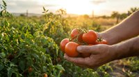 Farmer hands holding fresh ripe red tomatoes at sunset in organic vegetable garden. Agricultural harvest concept for healthy food production and farming.