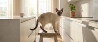 Siamese cat standing on wooden stool in bright modern kitchen with white cabinets, potted plant, and natural sunlight from windows.
