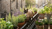 Siamese cat standing on railing among potted herbs and lavender plants on sunny balcony with stone buildings in background, urban gardening and pet lifestyle.