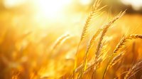 Golden wheat ears in warm sunlight, shallow depth of field. Close up of ripe cereal crop field at sunset creating natural agricultural backdrop.